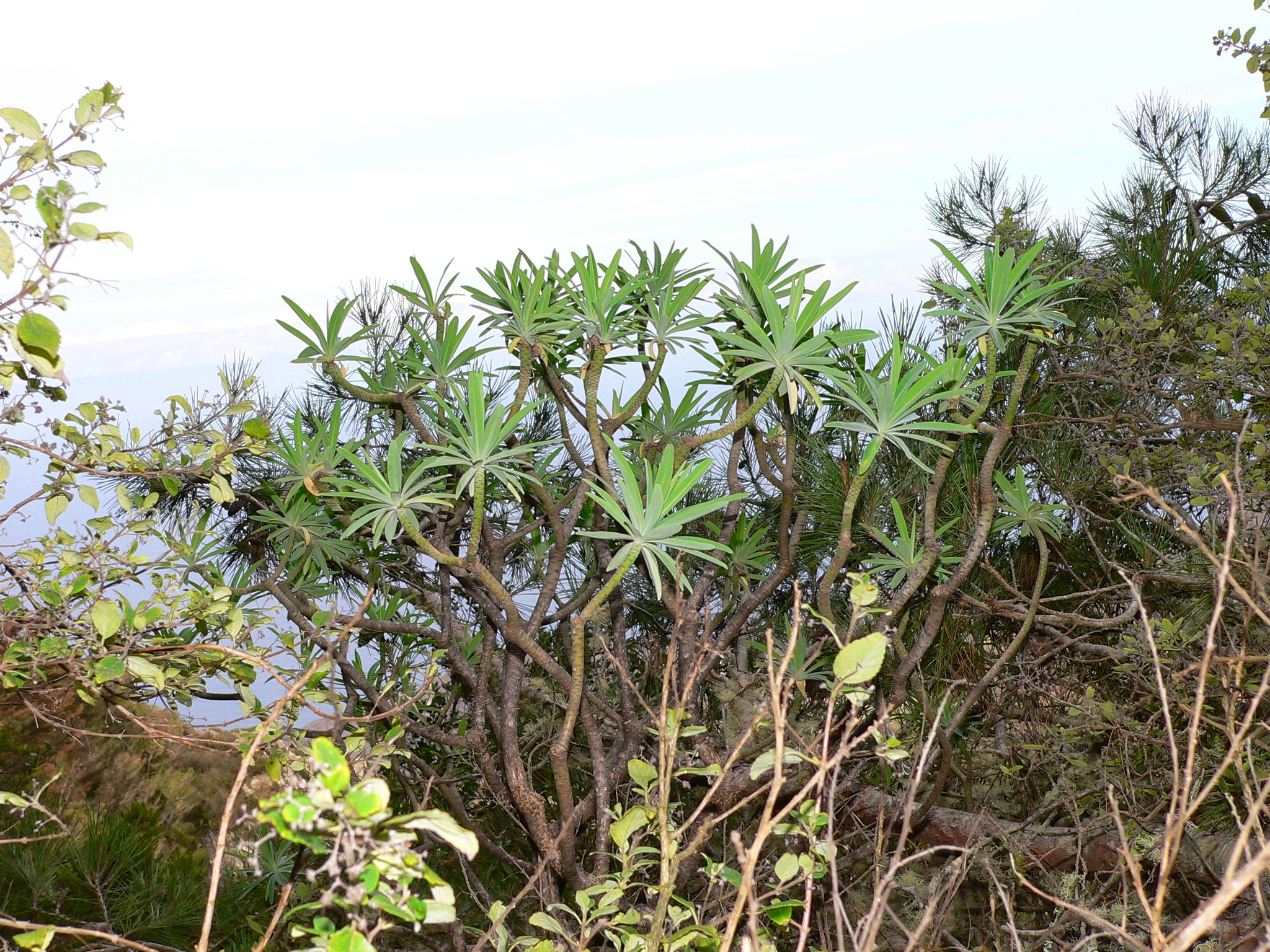 Tabaiba amarilla de Tenerife