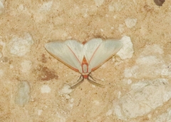 Pygarctia spraguei
