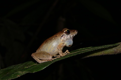 Pristimantis fenestratus