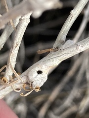 Rhopalomyia chrysothamni