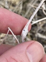Rhopalomyia chrysothamni