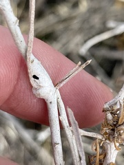 Rhopalomyia chrysothamni