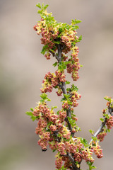 Ribes cucullatum