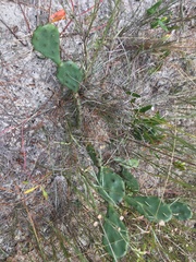 Opuntia humifusa var. austrina image