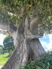 Sterculia apetala