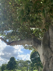 Sterculia apetala