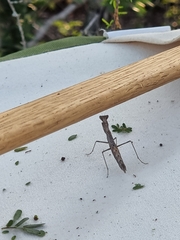 Litaneutria emarginata