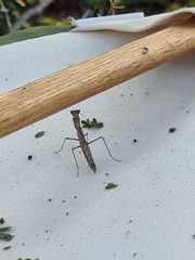 Litaneutria emarginata