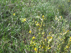 Chamaecytisus triflorus