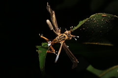 Ophiocordyceps humbertii