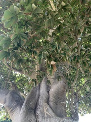 Sterculia apetala