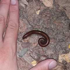 Pachyiulus hungaricus