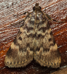 Aglossa phaealis