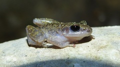 Eleutherodactylus dennisi