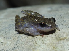 Eleutherodactylus dennisi