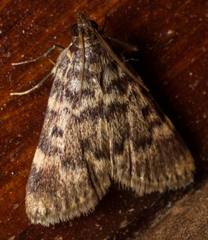 Aglossa phaealis