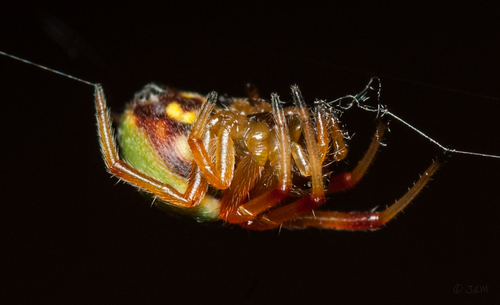 Green-pea Spider