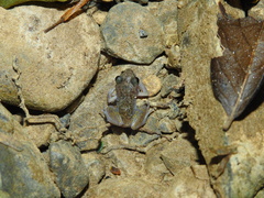 Eleutherodactylus dennisi