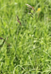 Bromus variegatus