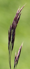 Bromus variegatus