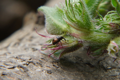 Nanophyes