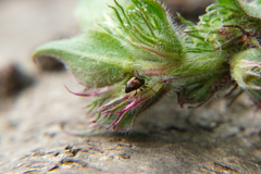 Nanophyes
