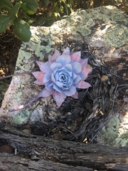 Echeveria cante