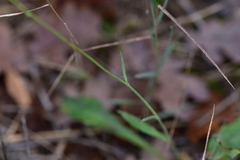 Hieracium tommasinianum