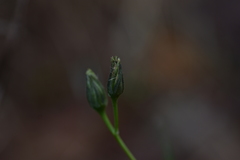 Hieracium tommasinianum
