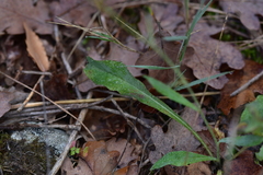 Hieracium tommasinianum
