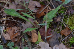 Hieracium tommasinianum
