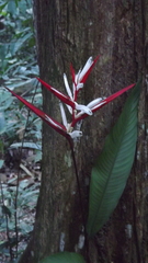 Heliconia acuminata