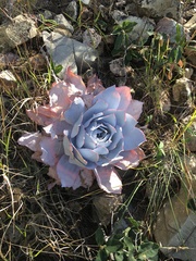 Echeveria cante