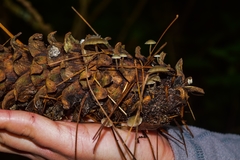 Baeospora