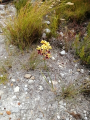 Tritoniopsis parviflora