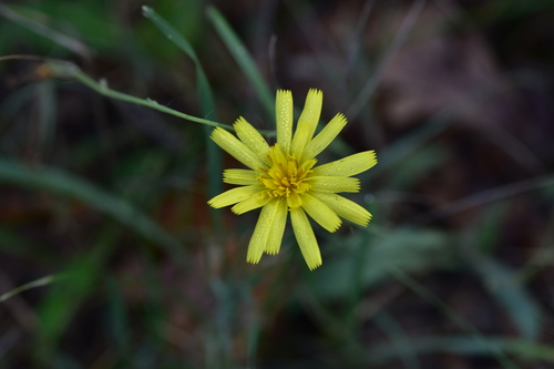 Hieracium tommasinianum · iNaturalist