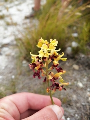 Tritoniopsis parviflora