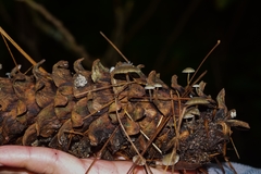 Baeospora