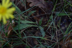 Hieracium tommasinianum