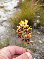 Tritoniopsis parviflora