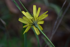 Hieracium tommasinianum