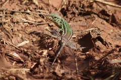 Holcosus quadrilineatus