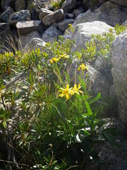 Senecio pyrenaicus