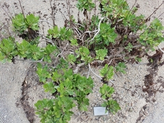 Stephanomeria blairii