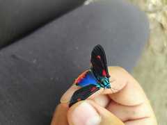 Cyanopepla fulgens