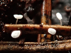 Antinoa pulchella