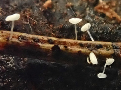 Antinoa pulchella