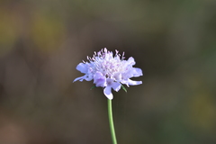 Scabiosa triandra