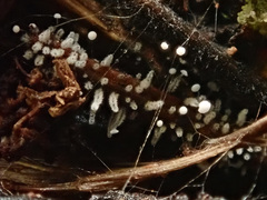 Antinoa pulchella