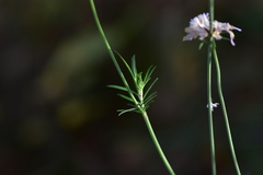 Scabiosa triandra